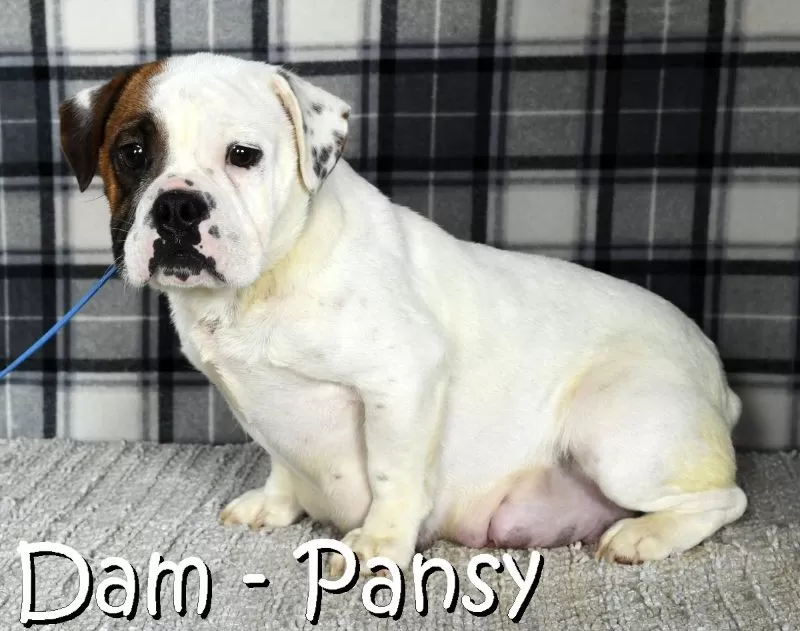 Puppy Name: Pansy