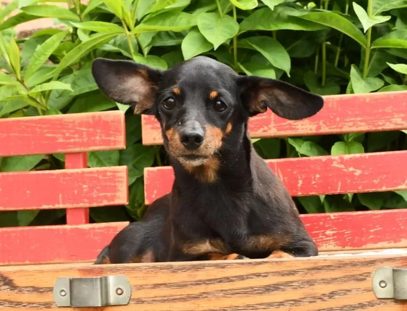Puppy Name: Amigo