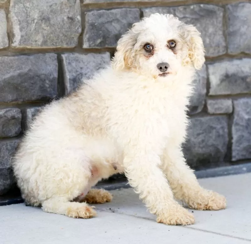 Puppy Name: Lily