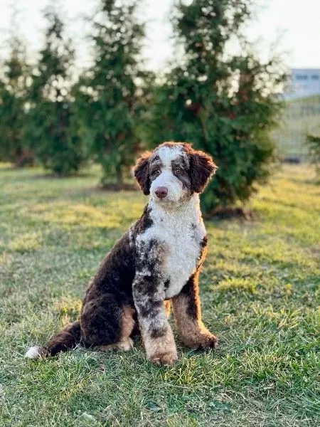 Puppy Name: Crocket