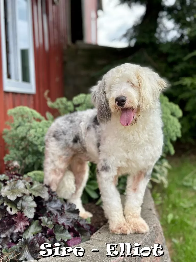 Puppy Name: Elliott