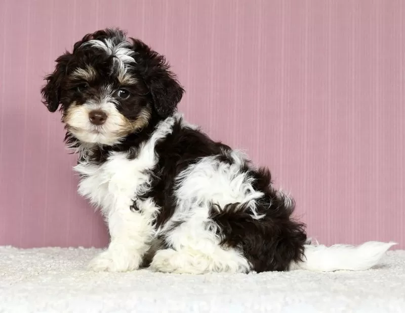 Puppy Name: Jacob