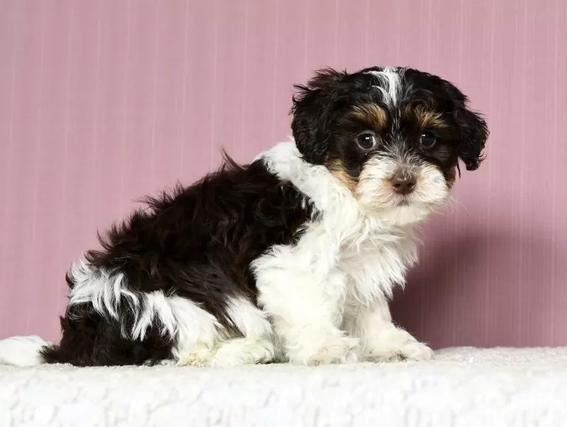 Puppy Name: Jasper