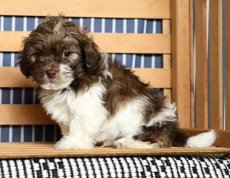 Puppy Name: Jesse