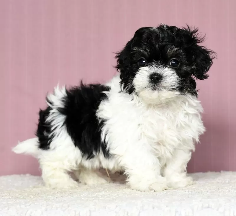Puppy Name: Jethro