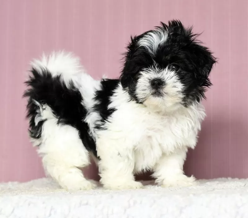 Puppy Name: Jenna
