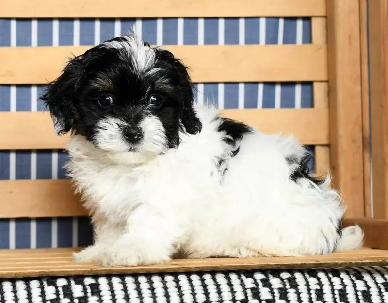 Puppy Name: Jewel