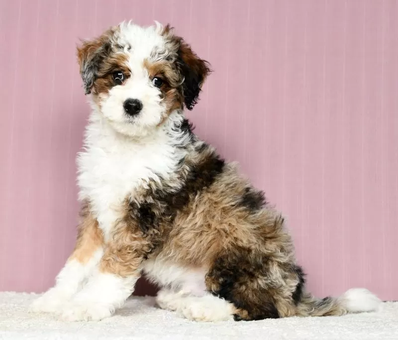 Puppy Name: Bennett