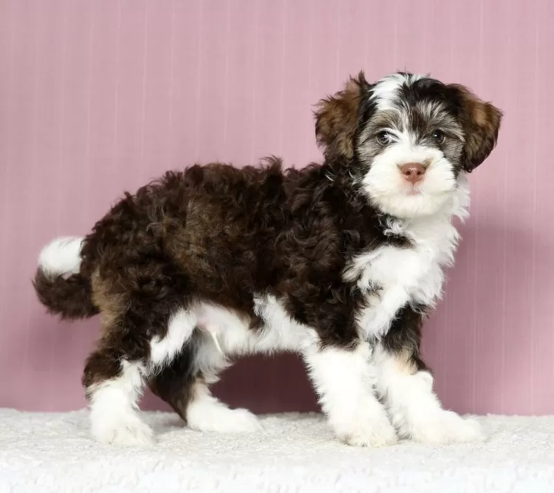 Puppy Name: Blake