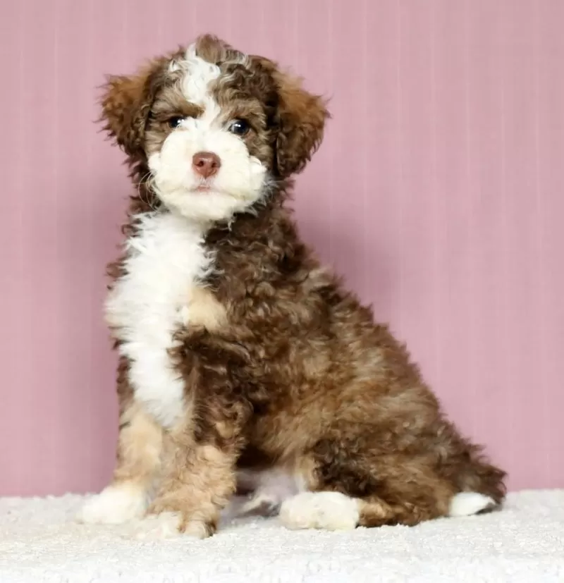 Puppy Name: Bradley