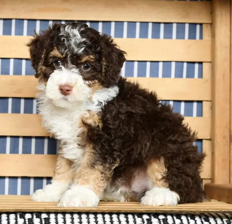 Puppy Name: Bruno