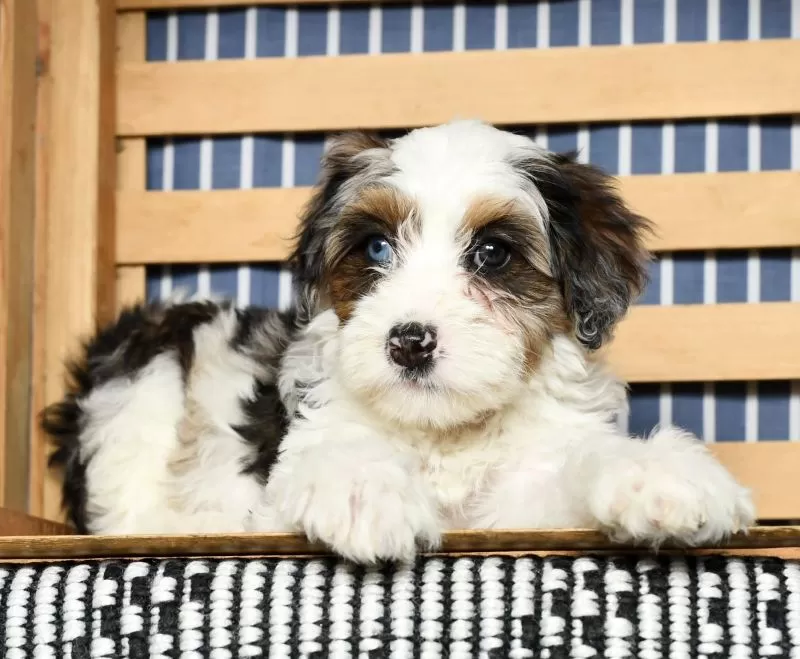 Puppy Name: Bella