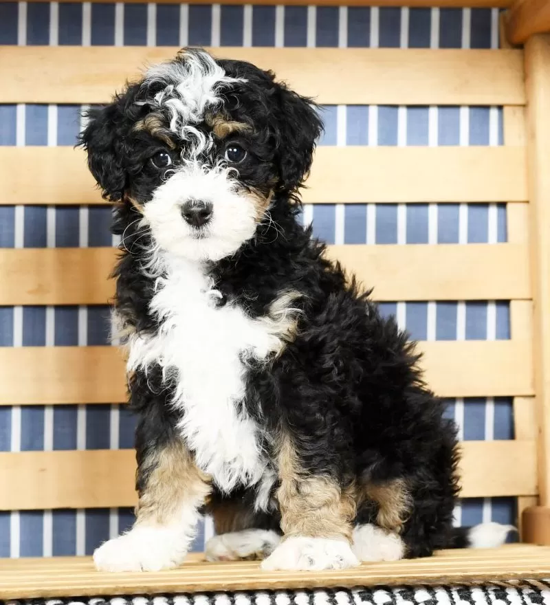 Puppy Name: Becca