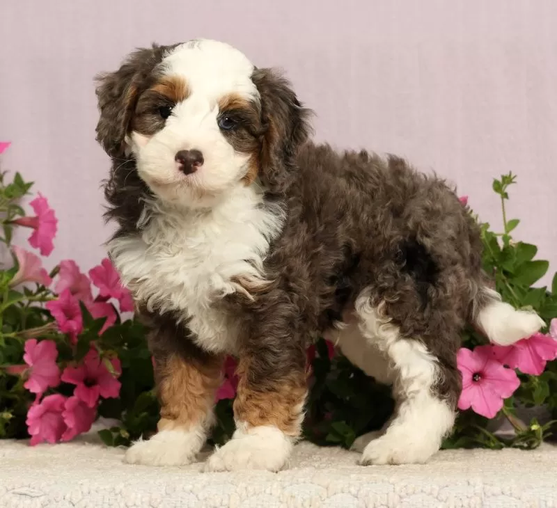 Puppy Name: Jarrett
