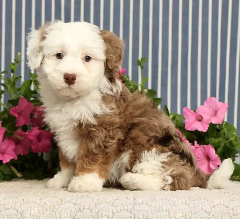 Puppy Name: Jayce