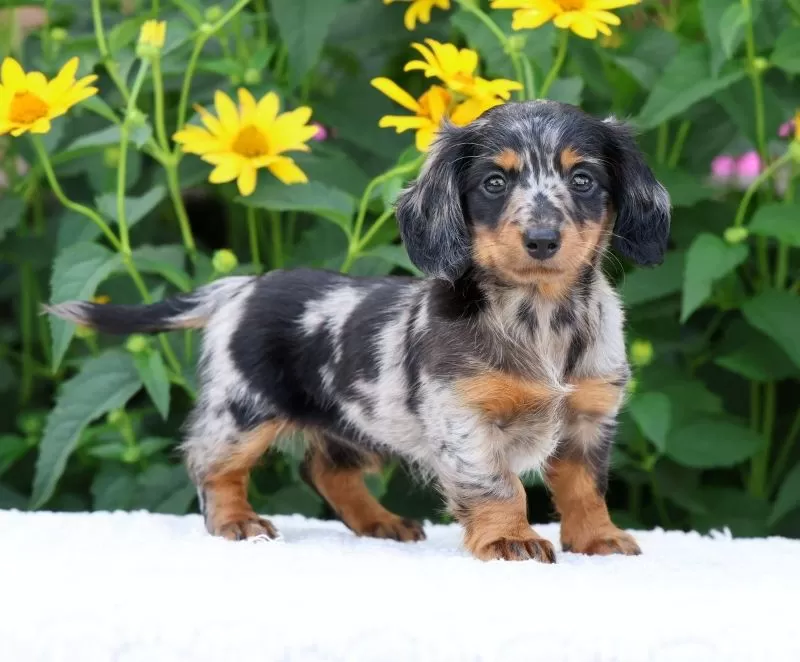 Puppy Name: Brianni