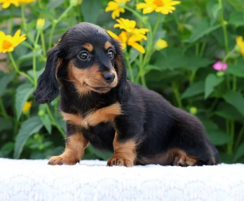 Puppy Name: Bella
