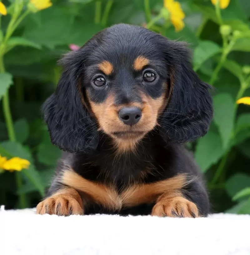 Bella