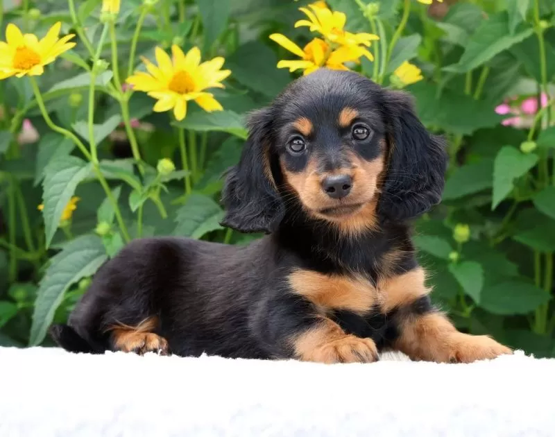Bella