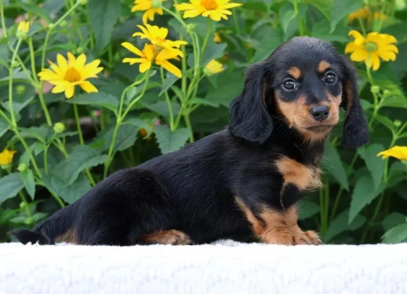 Bella