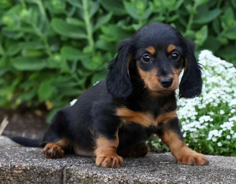 Bella