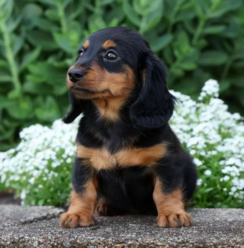 Bella