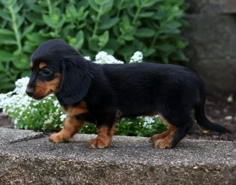 Bella