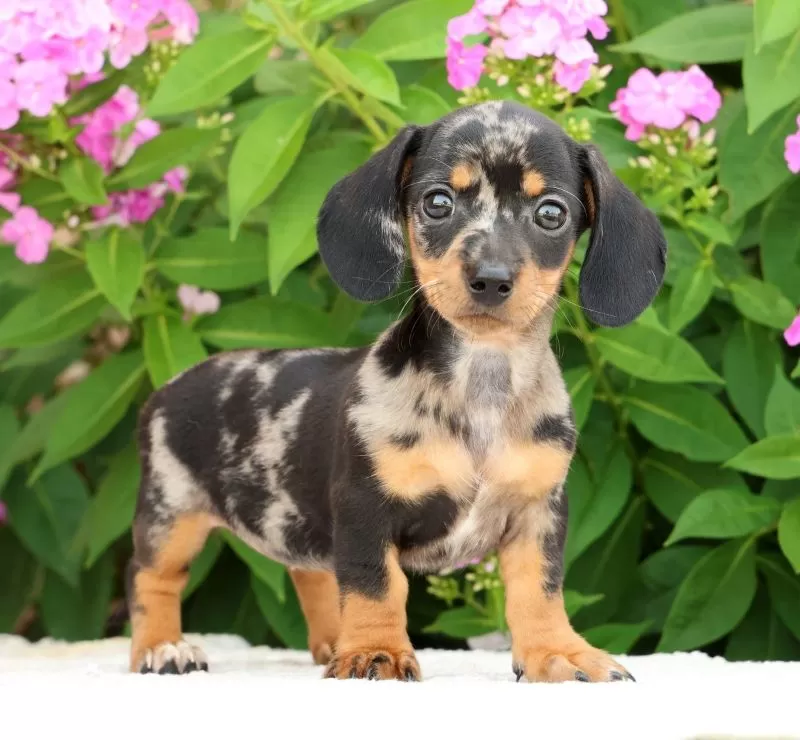 Puppy Name: Jewel