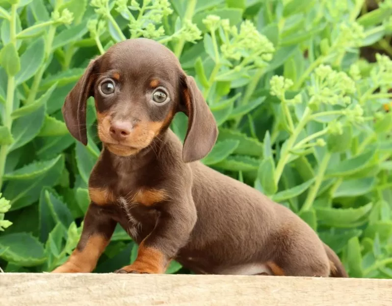 Puppy Name: Jace