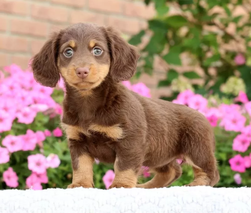 Daisy