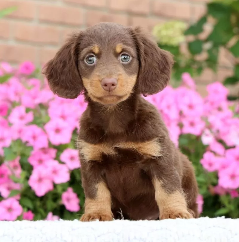 Daisy