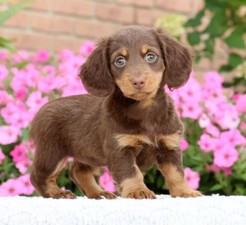 Daisy
