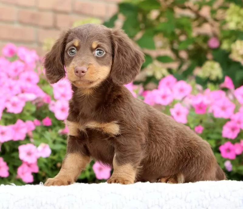 Daisy