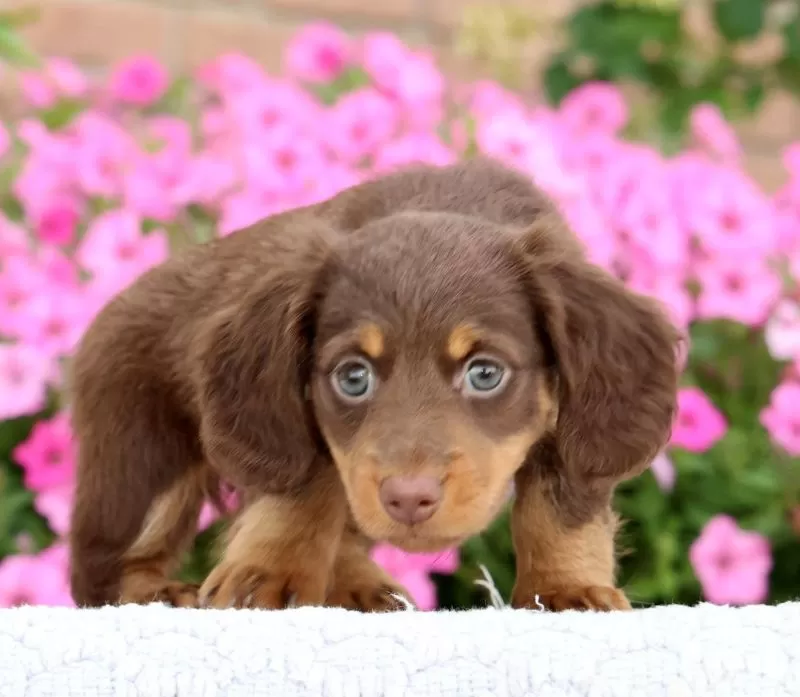 Daisy