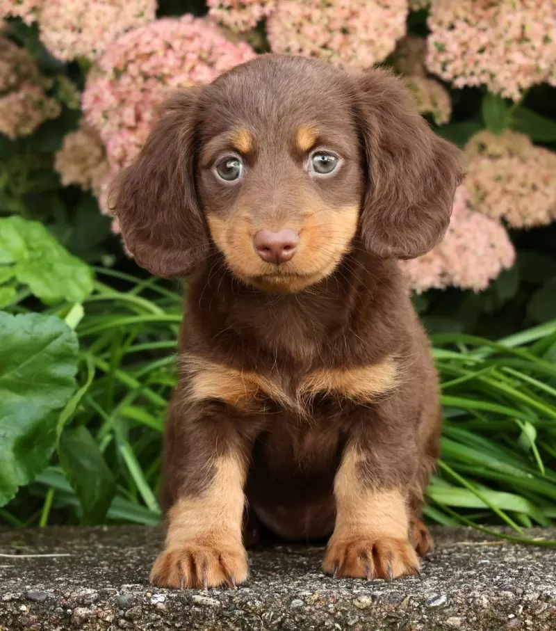 Daisy