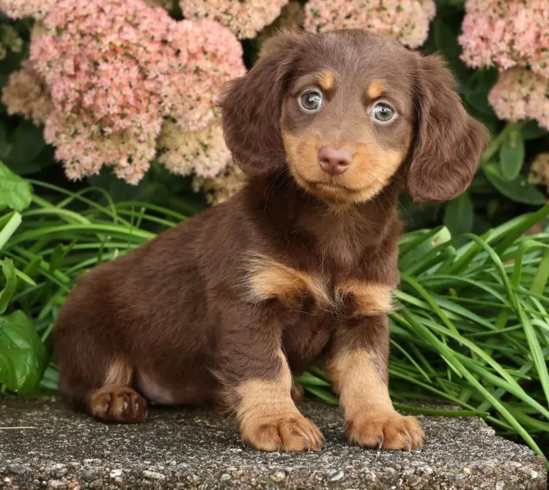 Daisy