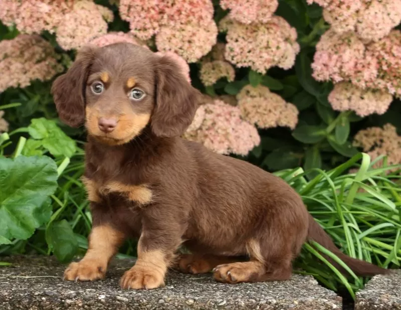 Daisy