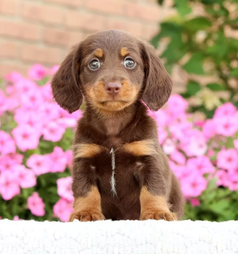 Puppy Name: Dewey