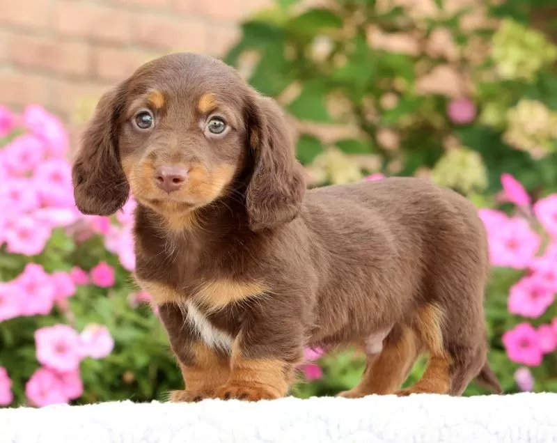 Puppy Name: Dominic